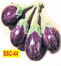 Manufacturers Exporters and Wholesale Suppliers of Brijal Seeds Ahmednagar Maharashtra